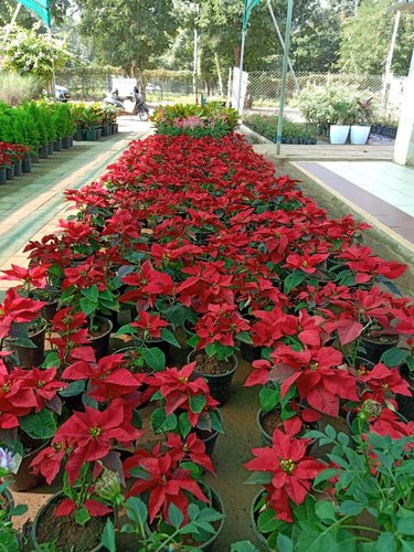 Garden Plant