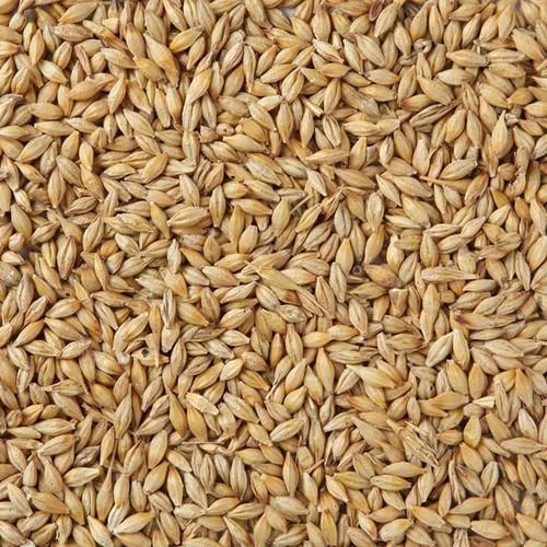 Barley Malt