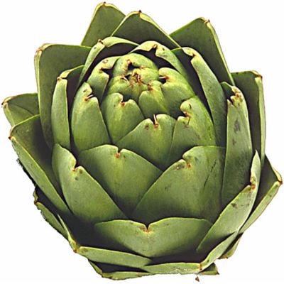 Artichoke