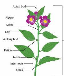 Flowering Plant