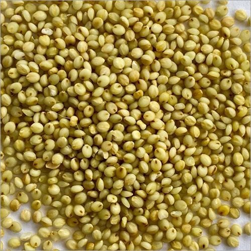 Browntop Millet